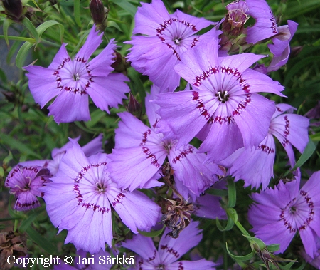 Dianthus amurensis, amurinneilikka